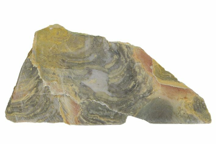 Polished Stromatolite From Russia - Million Years #180021